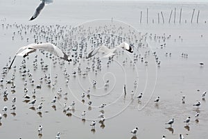 Two seagulls flying.