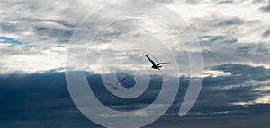 Two seagulls flying against dramatic cloudy stormy sky