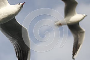 Two seagulls flying in the blue sky
