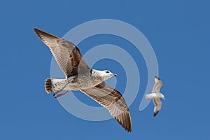 Two seagulls flying in the blue sky.