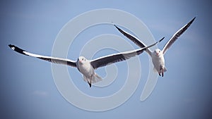 Two seagulls flying in the blue sky