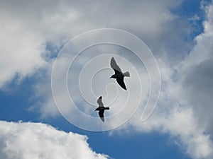 Two Seagulls Flying Through The Clouds In The Blue Sky