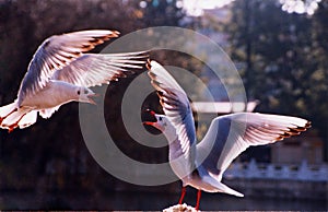 Two seagulls flying face to face