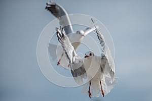 Two Seagulls flying maneuvers photo