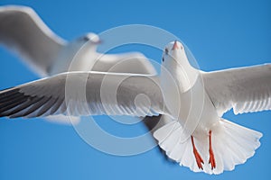 Two seagulls flying over