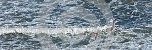 Two Seagulls flying over ocean waves