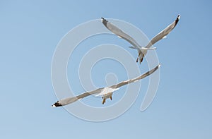 Two seagulls flying in a sky