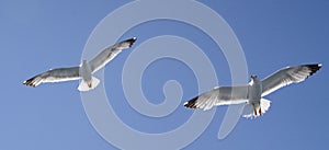 Two seagulls flying in the sky