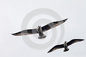 Two seagulls flying in sky