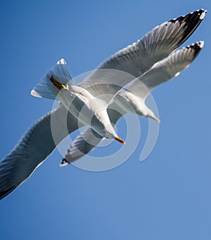 Seagulls in the sky