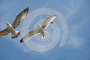 Two seagulls flying in a sky