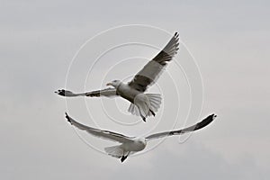 Two seagulls flying with wide spread wings on a gloomy day