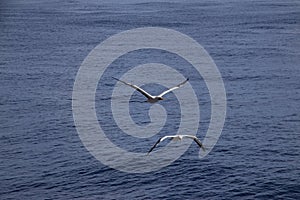 Two Seagulls gliding through the air