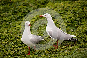 Two Seagulls