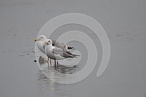 Two seagulls on Lake Matita in the Danube Delta, Romania