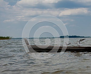 Two seagulls at a lake - on the water, sitting in a boat, and standing on the boat