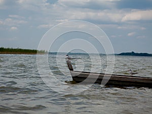 Two seagulls at a lake - on the water, sitting in a boat, and standing on the boat