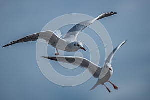 Two Seagulls landing maneuvers