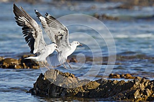 Two seagulls landing on a rock