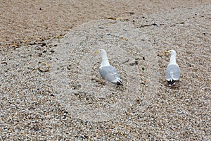 Two seagulls, Laridae, walk on stone beach photo