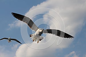 Two seagulls live in the clouds.