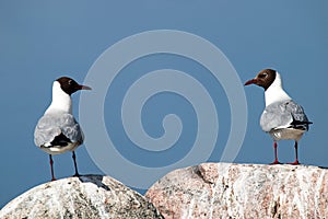 Two seagulls looking at each other photo