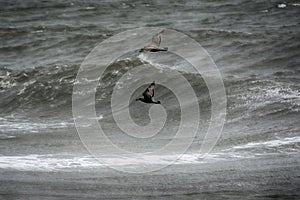 Two Seagulls looking to Land on Cresting Wave