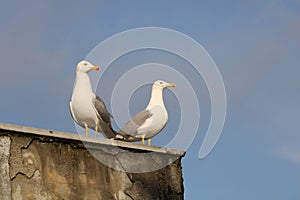 Two seagulls on an old chimney against blues sky in Kadikoy Istanbul photo