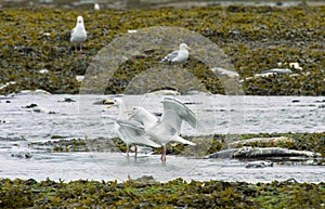 Two seagulls open their beaks and chirp. And beat each other with their wings.