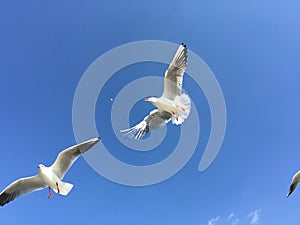 Two seagulls preparing to compete for food