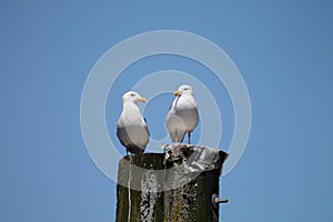Two seagulls at rest in the sun