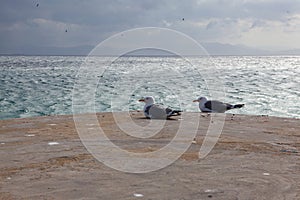 Two seagulls resting on a pier