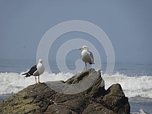 Two seagulls resting in a rock