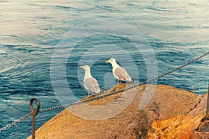 Two seagulls on a rock