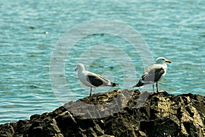 Two seagulls on a rock facing opposite directions
