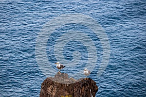 Two seagulls on a rock with panoramic view on coastline of the Anaga mountain range on Tenerife, Canary Islands, Spain, Europe photo