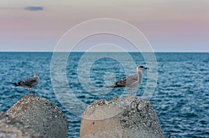 Two seagulls on a rocks