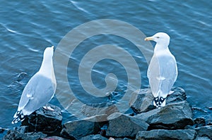 Two seagulls, seemingly talking to each other.