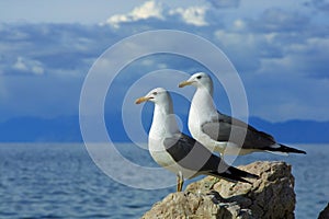 Two seagulls side by side against sky photo