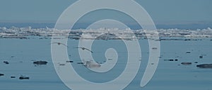 Two seagulls silhouetted over Arctic sea ice