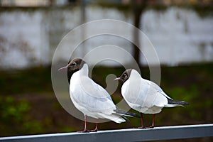 Two seagulls are sitting on the railing