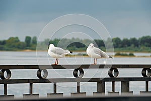 Two seagulls are sitting on the fence