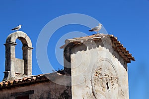 Two seagulls sitting on French old clock tower on sky background