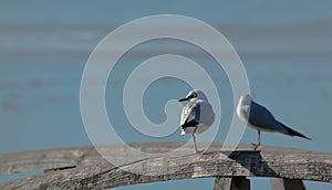 Two Seagulls sitting on a railing