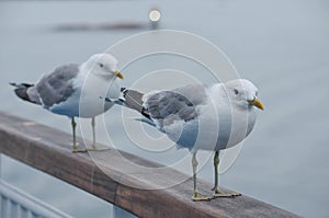 Two seagulls sitting on a railing at the ocean