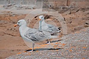 two seagulls sitting on a wall