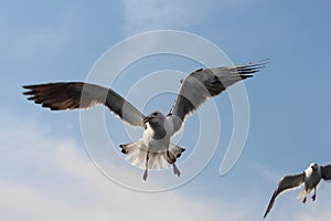 Two seagulls on the sky.