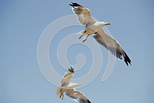 Two seagulls in the sky