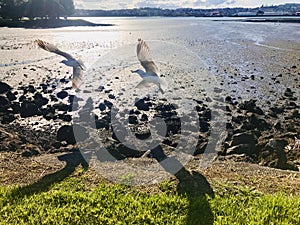 Two seagulls spread their wings and fly across the coast.