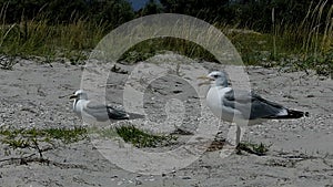 Two seagulls stand on a sandy coast of Dzharylhach island in slo-mo